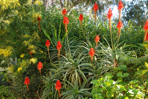 L’aloe arborescens secondo Padre Zago