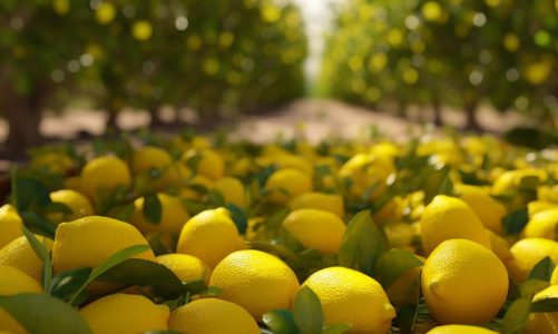 Il limone sfusato amalfitano: un sapore unico in costiera