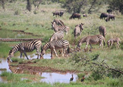 Safari come esperienza culturale, non solo naturalistica