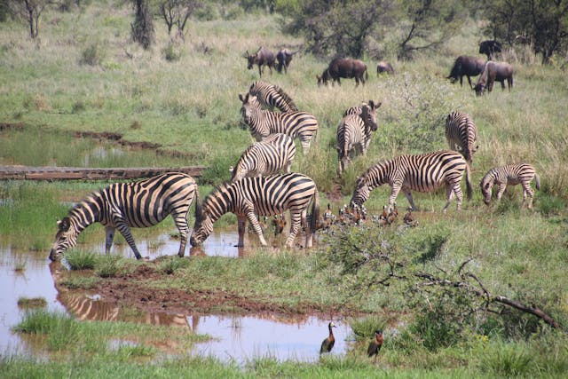 Safari come esperienza culturale, non solo naturalistica